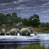Puzzle Alexander Von Humboldt: Manada de Elefantes (Botsuana)