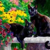 Puzzle Belezas negras