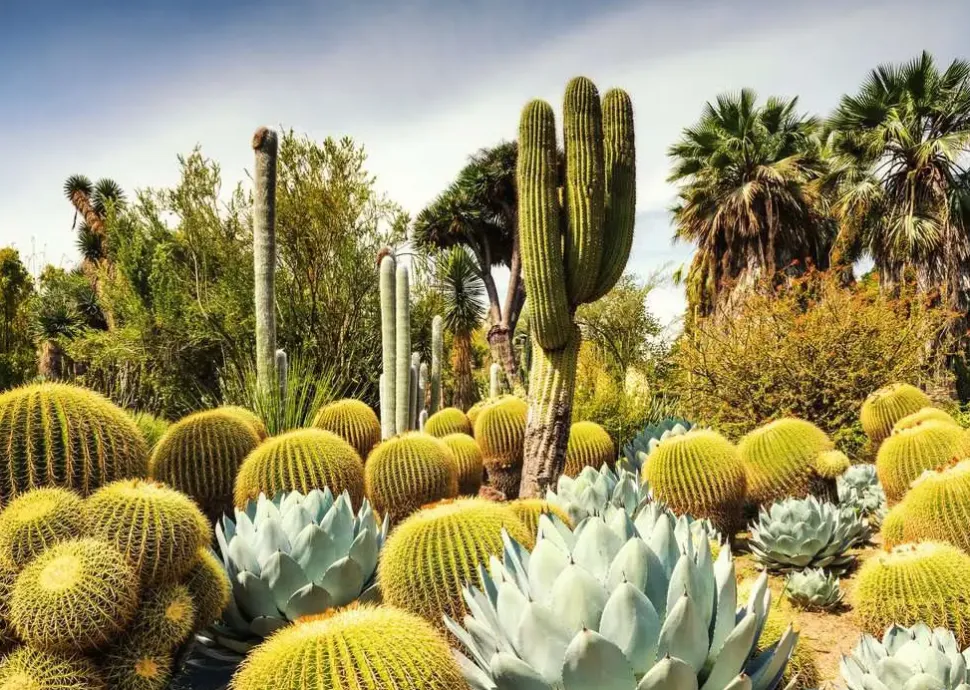 Puzzle Belos Jardins: Huntington Garden, EUA