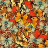 Puzzle Borboletas Borboletas Borboletas!