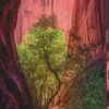 Puzzle Canyon Cantante