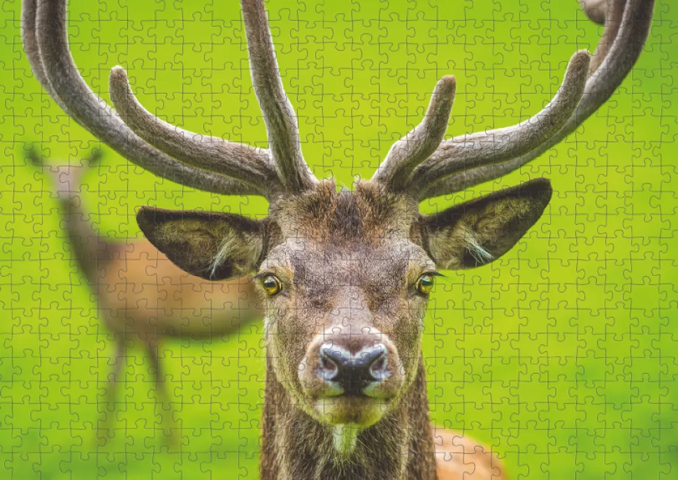 Puzzle Cervo