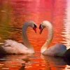 Puzzle Cisnes