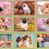 Puzzle Colagem de filhotes
