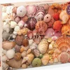 Puzzle Conchas Vibrantes