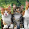 Puzzle Diamante Pintando Gatos 30x40cm