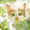 Puzzle Diamant painting: Gatinho entre margaridas 30x40cm