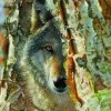 Puzzle Encontro Lobo