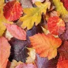 Puzzle Folhas Coloridas