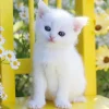 Puzzle Gatinho e westerns 2x48