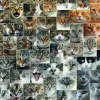 Puzzle Gatos