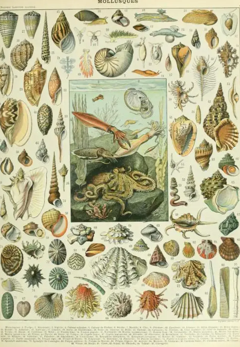 Puzzle Ilustração da Nouveau Larousse Illustré : Moluscos