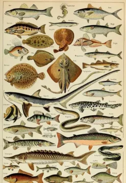 Puzzle Ilustração de Larousse pour Tous : Peixes