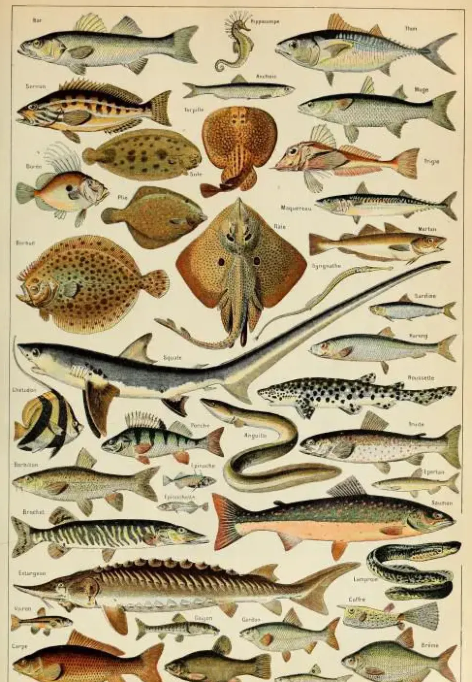 Puzzle Ilustração de Larousse pour Tous : Peixes