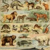 Puzzle Ilustração de Larousse pour Tous: Mamíferos