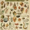 Puzzle Ilustração de Larousse pour Tous : Moluscos