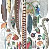 Puzzle Ilustração de Larousse pour Tous : Penas