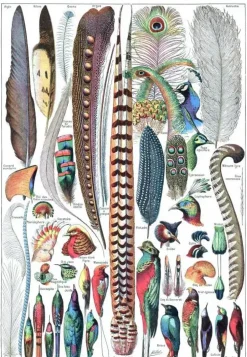 Puzzle Ilustração de Larousse pour Tous : Penas
