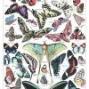 Puzzle Ilustração de Larousse pour Tous : Borboletas