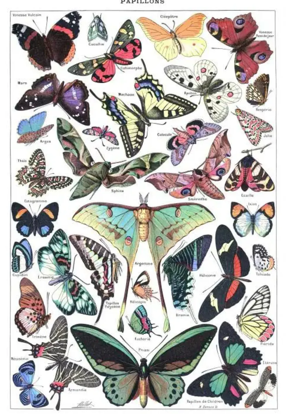 Puzzle Ilustração de Larousse pour Tous : Borboletas