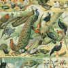 Puzzle Ilustração do Nouveau Larousse Illustré: Aves