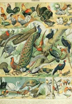 Puzzle Ilustração do Nouveau Larousse Illustré: Aves