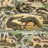Puzzle Ilustração do Novo Larousse Ilustrado: Reptiliano