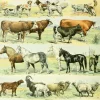 Puzzle Ilustração do Novo Larousse Ilustrado: Mamíferos