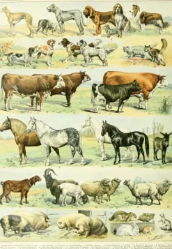 Puzzle Ilustração do Novo Larousse Ilustrado: Mamíferos