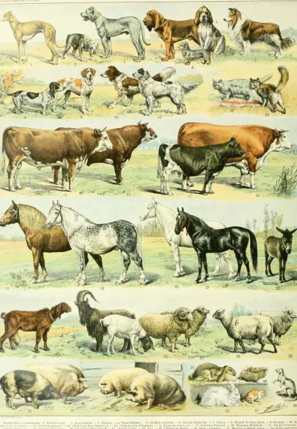 Puzzle Ilustração do Novo Larousse Ilustrado: Mamíferos