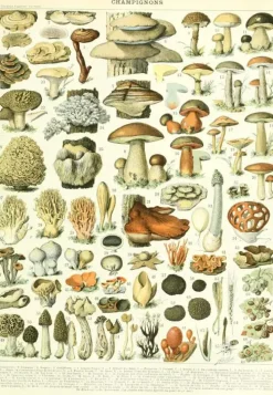 Puzzle Ilustração Larousse: Cogumelos