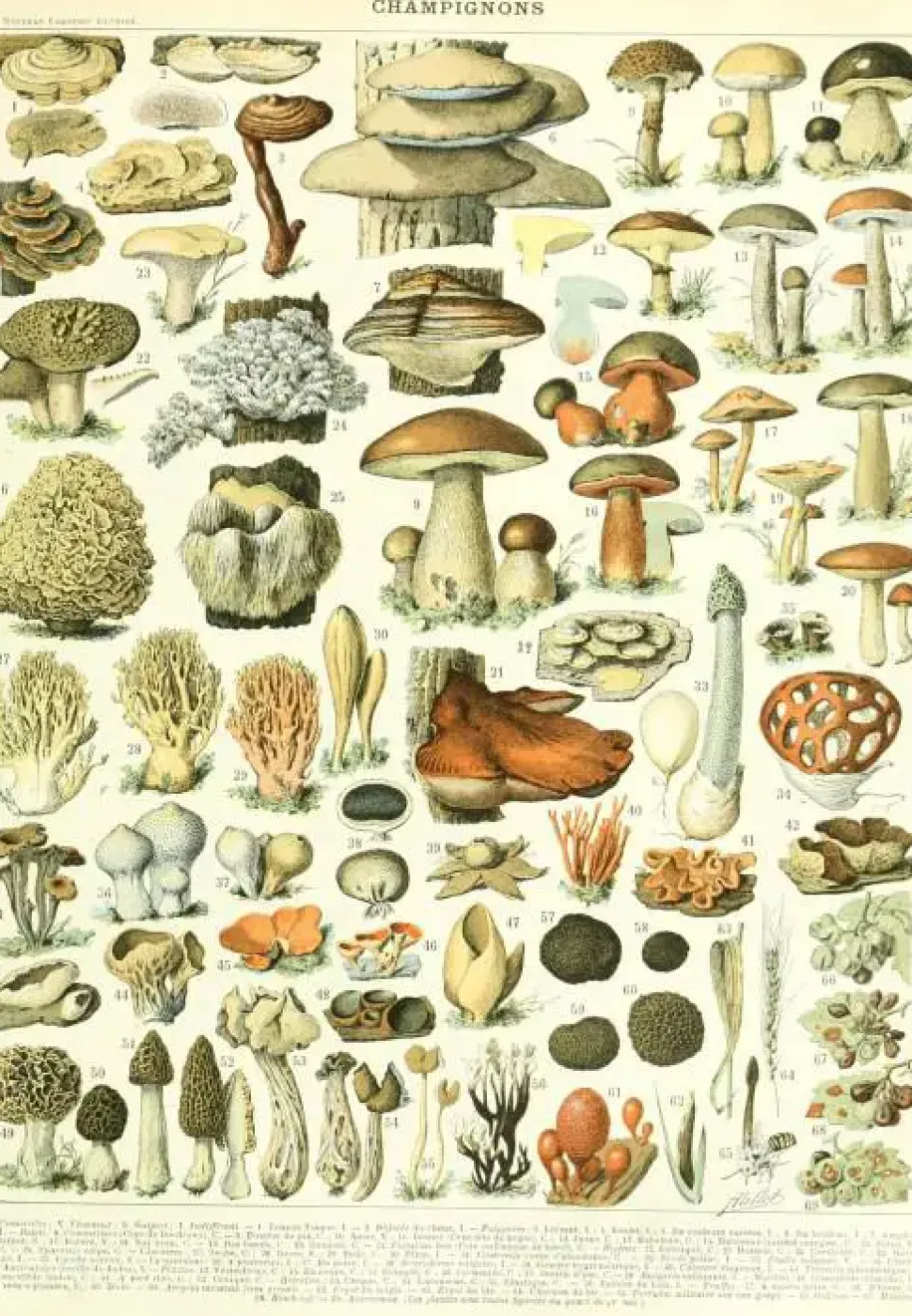 Puzzle Ilustração Larousse: Cogumelos