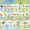 Puzzle Mapa da Europa 150 peças