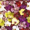 Puzzle Orquídea Colagem