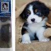 Puzzle Pintura diamante: Filhote de cachorro Bernese Mountain 30x40cm