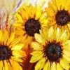 Puzzle Pintura diamante: Lindos girassóis 80x40 cm