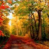 Puzzle Pintura diamante: Outono na floresta 30x40cm