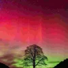 Puzzle Poder da Natureza: Sycamore Gap