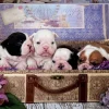 Puzzle Puppies