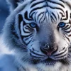 Puzzle Tigre branco