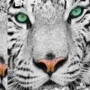 Puzzle Tigre Siberiano Branco