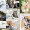 Puzzle Tolice dos gatos