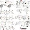 Puzzle Triceratops 3D