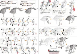 Puzzle Triceratops 3D