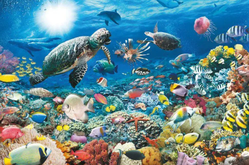 Puzzle Vida marinha