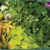 Puzzle Vida vegetal