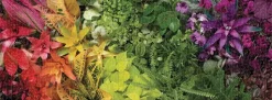 Puzzle Vida vegetal